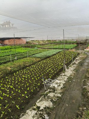 1.6 ha 16000m2 đất hóc môn chỉ 35 tỷ cách mặt tiền đường chỉ 100m xuân thới thượng.