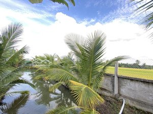 bán 941 đất lúa đường xe tải, cách 650m đường 826, tân trạch, cần đước la, shr - giá rẻ 1 tỷ 650