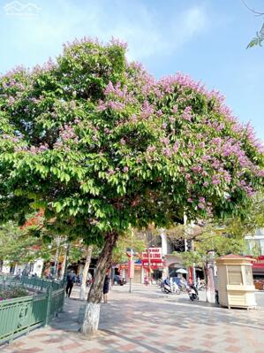  CHO THUÊ CĂN 3 TẦNG MẶT PHỐ CẦU ĐẤT - NGAY NGÃ 4 LƯƠNG KHÁNH THIỆN - THÔNG THOÁNG