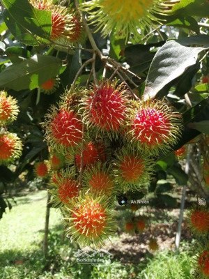 bán gấp 1.500m² vườn cây ăn trái gần dầu giây giá chỉ 950tr/sào, sổ hồng riêng, gặp chủ chốt giá