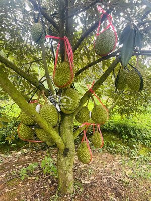 bán 6 xào vườn 70 cây sr musangking, thái, 70 cây vải u trứng, 50 cây bơ 034.