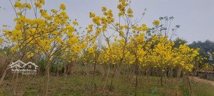 cơ hội vàng cho nhà đầu tư bất động sản tại vĩnh yên