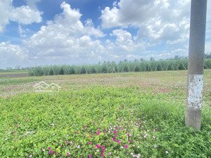 bán đất gò công đông tiền giang