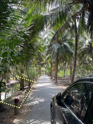 vườn dừa 300m2 tại tân phú đông giá 270tr đường oto, quy hoạch thổ cư, khí hậu chữa lành