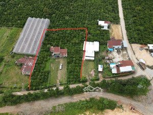 cần bán 2.439 m đất xã phú sơn lâm hà đã có cà phê, gần ql27, giá 2,75 tỷ tl