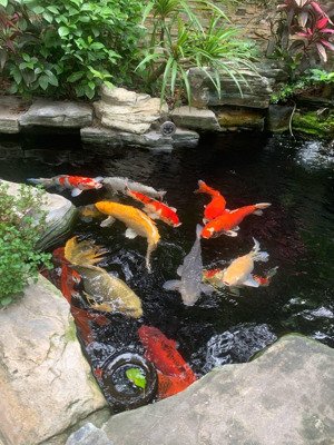 chính chủ gửi bán bt đon lập view hồ siêu rẻ tại vinhomes thăng long