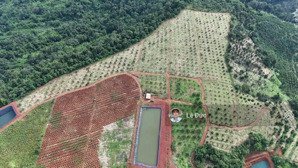 bán 10ha sầu riêng tại klong, đạ tẻh, lâm đồng