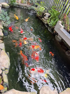 - chủ cần tiền bán gấp chuyển nhượng lại góc 2 mặt tiền chu huy mân sơn trà