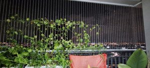 cho thuê căn hộ opal boulevard có nội thất chỉ 10 triệu/tháng