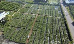 bán đất nền 300m2, 300 triệu tại thị trấn chợ lách, bến tre