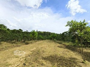 *sang.nhượng đất cln 3,6ha (đã có sổ)