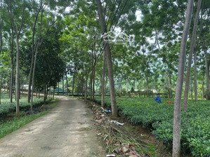 hàng f0 tại thôn 2, suối hai, hà nội ( xã ba trại cũ ), đường thông, cách tl86 chỉ vài trăm mét