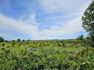 bán đất view ruộng lúa thành phố hội an. lô đất view đầm sen thông ra cánh đồng ruộng lúa tuyệt đẹp