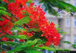 bán biệt thự hoa phượng - thiên đường bảo sơn an khánh - 310m2, 4 tầng, lô góc, mt 29m. bán 39 tỷ