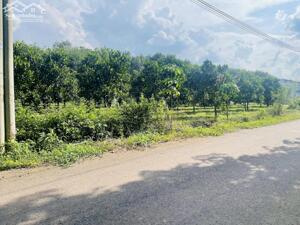 CẦN SANG LẠI MÃNH VƯỜN MÍT 20X53=1060M2 THỔ CƯ SHR MT ĐƯỜNG NHỰA SÁT CHỢ DÂN ĐÔNG GIÁ 750 TRIỆU