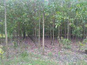 cần bán 2 sào thiện tân (p.trảng dài mới) 46x46. có 600m2 tc.đường xe cont.sát đường hoàng văn bổn