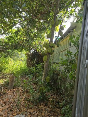 chính chủ cần bán đất vườn xã vĩnh trung, tp nha trang, khánh hòa, 3000m2, giá thỏa thuận.