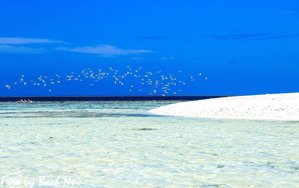 bán đất biển tân trà - đà nẵng - 125m lê như hổ