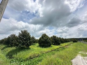 chủ cần bán gấp vườn sầu riêng 17.000m² chuẩn bị thu hoạch!