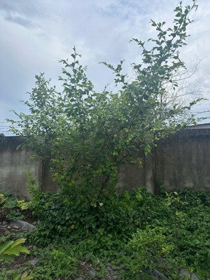 chính chủ cho thuê nhà vườn 1300m2 sạch sẽ thoáng mát đường hùng vương vĩnh thanh nhơn trạch