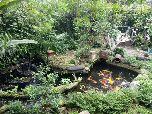 bán biệt thự sân vườn cổ diện tích 426m², có thể chia 4 lô vip diện tích: 426m², mặt tiền 11m.