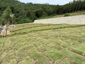 bán đất tại xã phú mãn, tổng 30 nghỉ dưỡng diện tích từ 250 đến 300m2. giá tốt lh 