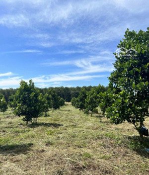 gần tới ngày sinh cần tiền bán gấp lô đất vườn mít 10002 giá 390tr