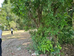 bán đất vườn 1.000m² giá rẻ tại long phước, quận 9 quy hoạch đất ở, pháp lý chuẩn