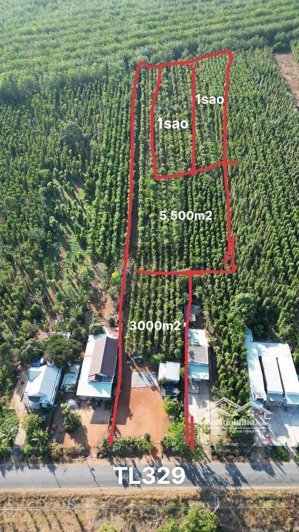 chính chủ bán đất 10.500m² giá 15 tỷ, tỉnh lộ 329 hòa hội, xuyên mộc, bà rịa vũng tàu