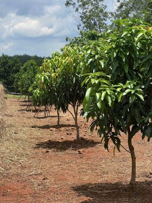 bán đất 1211.9 m2 tại đường 753, xã tân lợi, đồng phú, bình phước, 429 triệu