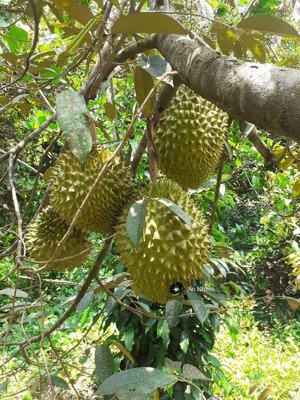 cô chú lớn tuổi cần nhượng lại vườn dưỡng già gần dầu giây tp. long khánh, sổ hồng riêng