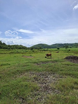 vườn xoài, đất bằng phẳng, view đẹp