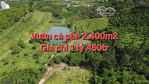 đất vườn giá rẻ tại đại lào, bảo lộc. có sẵn cà phê đang cho thu hoạch