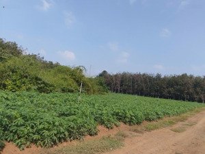 đất sào ấp an thọ, xã an cơ, huyện châu thành, tây ninh: gần đường nhựa, phù hợp làm vườn, nhà vườn