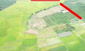 siêu phẩm cà phê gần thành phố pleiku xung quanh là cánh đồng xanh vừa nghỉ dưỡng vừa làm nông sản