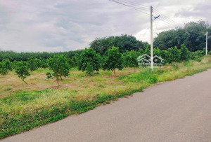 vườn mít 380tr - 24m ngang ngay tp. đồng xoài, đường nhựa 8m hơn 30 gốc mít đang thu hoạch