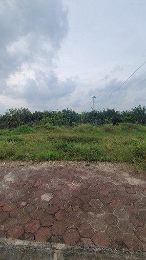 mặt đường ngô miễn.cạnh vành đai 4