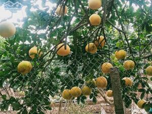 BÁN ĐẤT VƯỜN BƯỞI PHÚC DIỄN, BẮC TỪ LIÊM GIÁ CHỈ BẰNG CĂN CHUNG CƯ