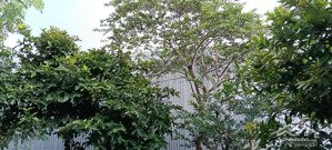 chính chủ cần bán nhà riêng tại trung tâm liên chiểu, đà nẵng - sẵn sổ đỏ - giá tốt