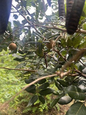 chủ định cư cần bán lô đất biệt thự ~500m2, hxh 6m, gần làng đại học khu b - chỉ 12tỷ900