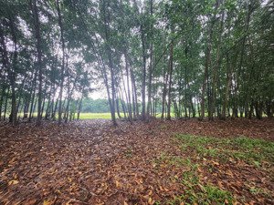 bán đất tmdv tại hòa phú, thủ dầu một, bình dương