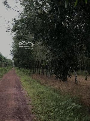 cần bán hơn 1,9ha đất vườn cao su xã định an dầu tiếng, 400m mt, 100m tc, giá 8 tỷ. lh 