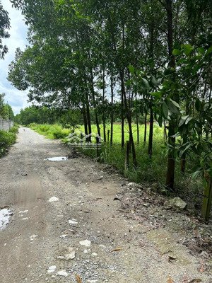 bán hơn 3 sào 3 đất vườn, qh đất ở thuộc p. tân triều, biên hoà. giá tốt, anh chị có nhu cầu lh