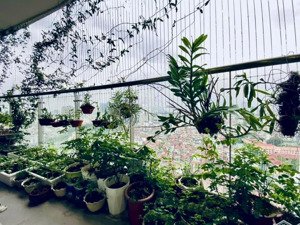 cho thuê căn hộ 3pn chung cư tràng an complex 104m2 full đồ giá chỉ 18tr