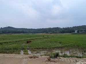 tôi cần bán gấp mảnh đất diện tích 4736m2 tại thôn nhân lý, xã xuân sơn, thị xã sơn tây