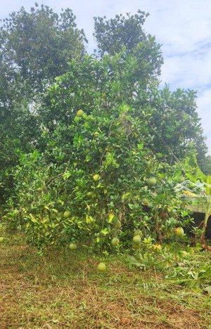 cần tiền bán gấp, giá rẻ 1x tr/1 m, đồi sen, hạ bằng, thạch thất (bình yên cũ)