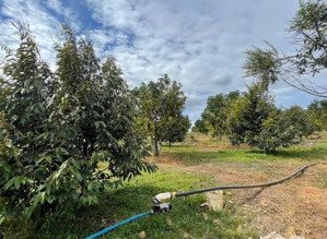 bán đất vườn đang trồng hơn 30 gốc sầu riêng ri6