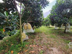 chính chủ cần ra vườn mít view suối
