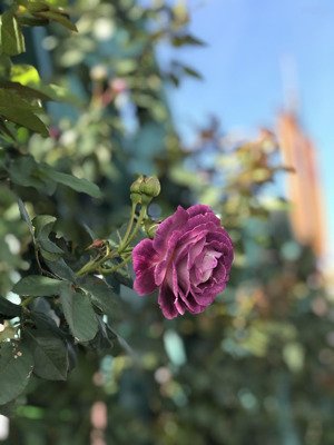 bán đất 498m2, 3,2 tỷ tại hòa sơn, hòa vang, ỷ tại hòa sơn, hòa vang, đà nẵng, view đẹp, giá ưu đãi