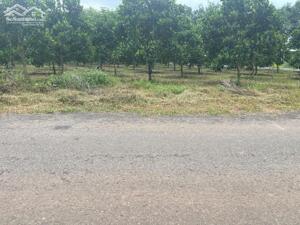 Bán lại vườn mít có sẳn thổ cư ngay An Linh giá chỉ 750 triệu